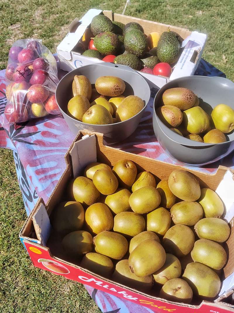 Frisch geerntete neuseeländische Kiwis in Holzkisten und Erntekörben auf einer Farm in Kerikeri