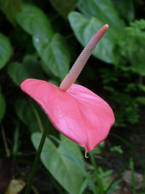 Eine der wenigen sehenswerten Pflanzen im Flower Forest in Barbados