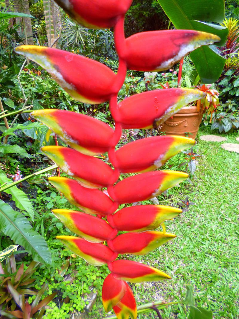 Huntes Garden in Barbados - ein botanisches Meisterwerk