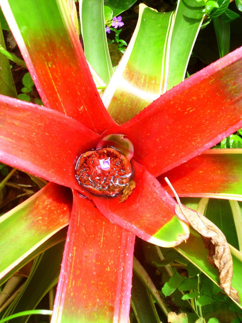 Huntes Garden in Barbados - ein botanisches Meisterwerk
