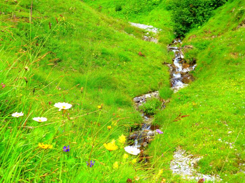 Wunderschöne Natur im Gebiet der Bregenzerwald Alpen