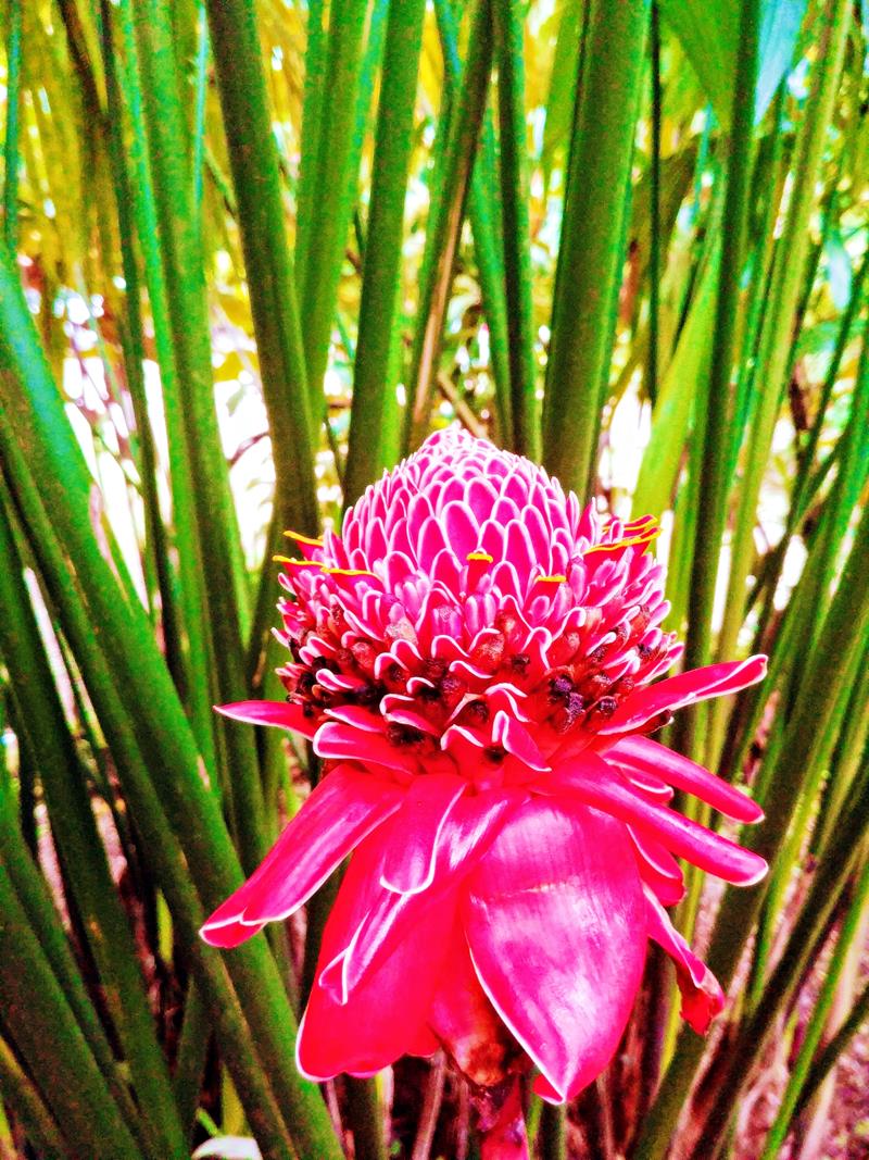 Wunderschöne tropische Pflanzen in Bijagua, nahe dem Tenorio National Park in Costa Rica