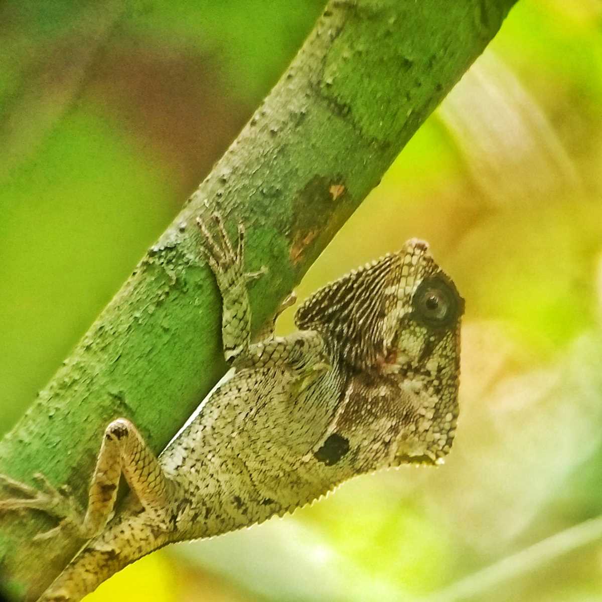 Tierbeobachtungen im Manuel Antonio Nationalpark in Costa Rica