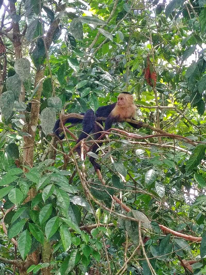 Tierbeobachtungen im Manuel Antonio Nationalpark in Costa Rica