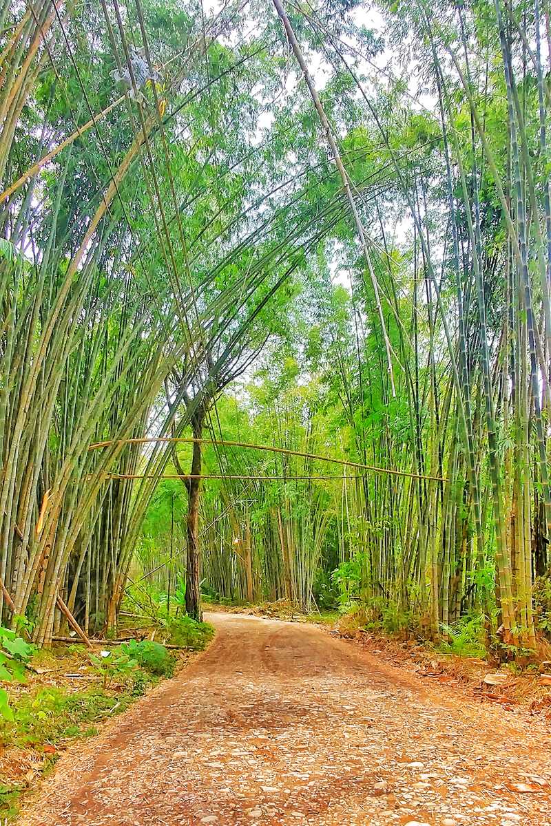 Der Bambustunnel in Uvita, Costa Rica