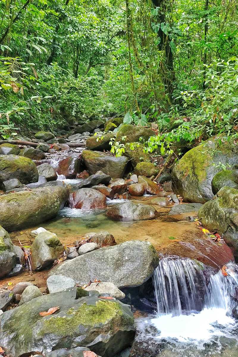 Wunderschöne tropische Vegetation und unberührte Flüsse in Ojochal in Costa Rica