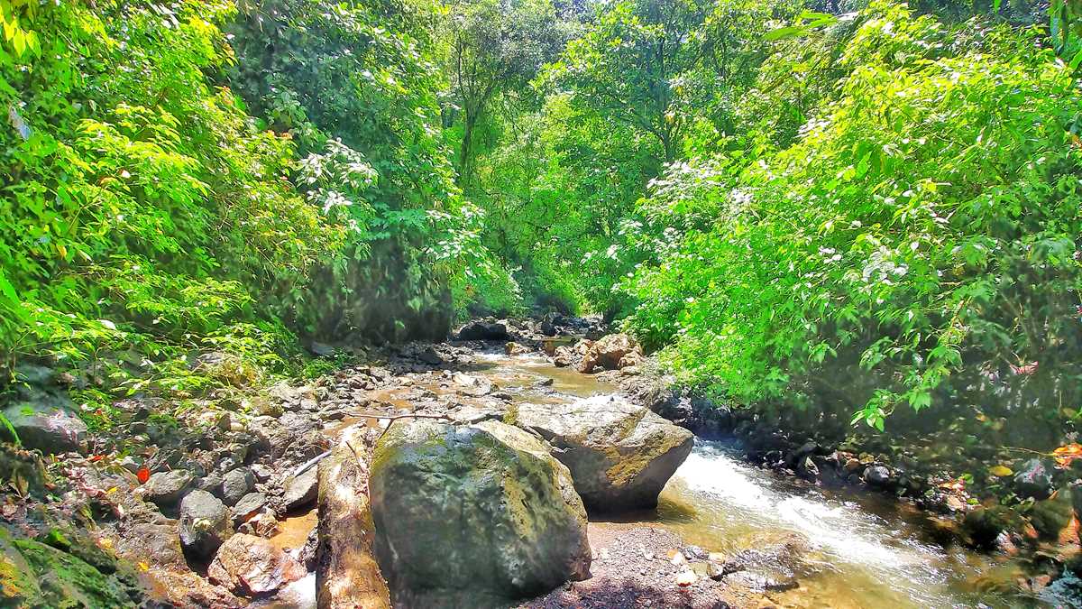 Tolle Natur rund um das La Bolita Rainforest Hostel in Costa Rica