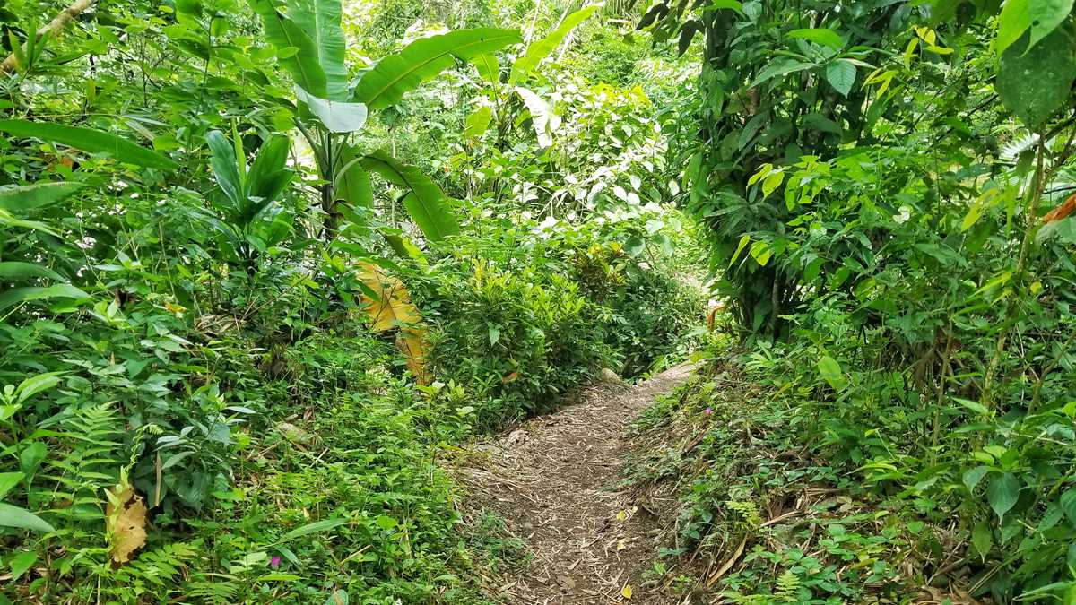 Wanderweg zum La Bolita Hostel in Costa Rica