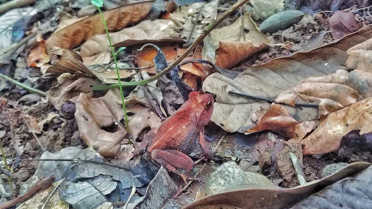 Artenreichtum rund um den Corcovado National Park in Costa Rica