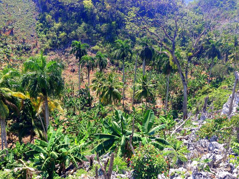 Weg zum Playa Ermitano durch grüne Vegetation und Bananenplantagen