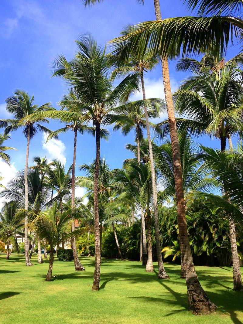 Das Now Larimar All-Inclusive-Resort in Punta Cana