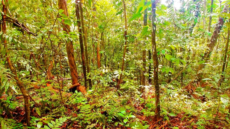 Spannende Dschungel-Welt auf einer Tour am Rio Napo in Ecuador