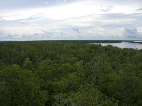 Ausblick vom Tower im Ort Everglades City