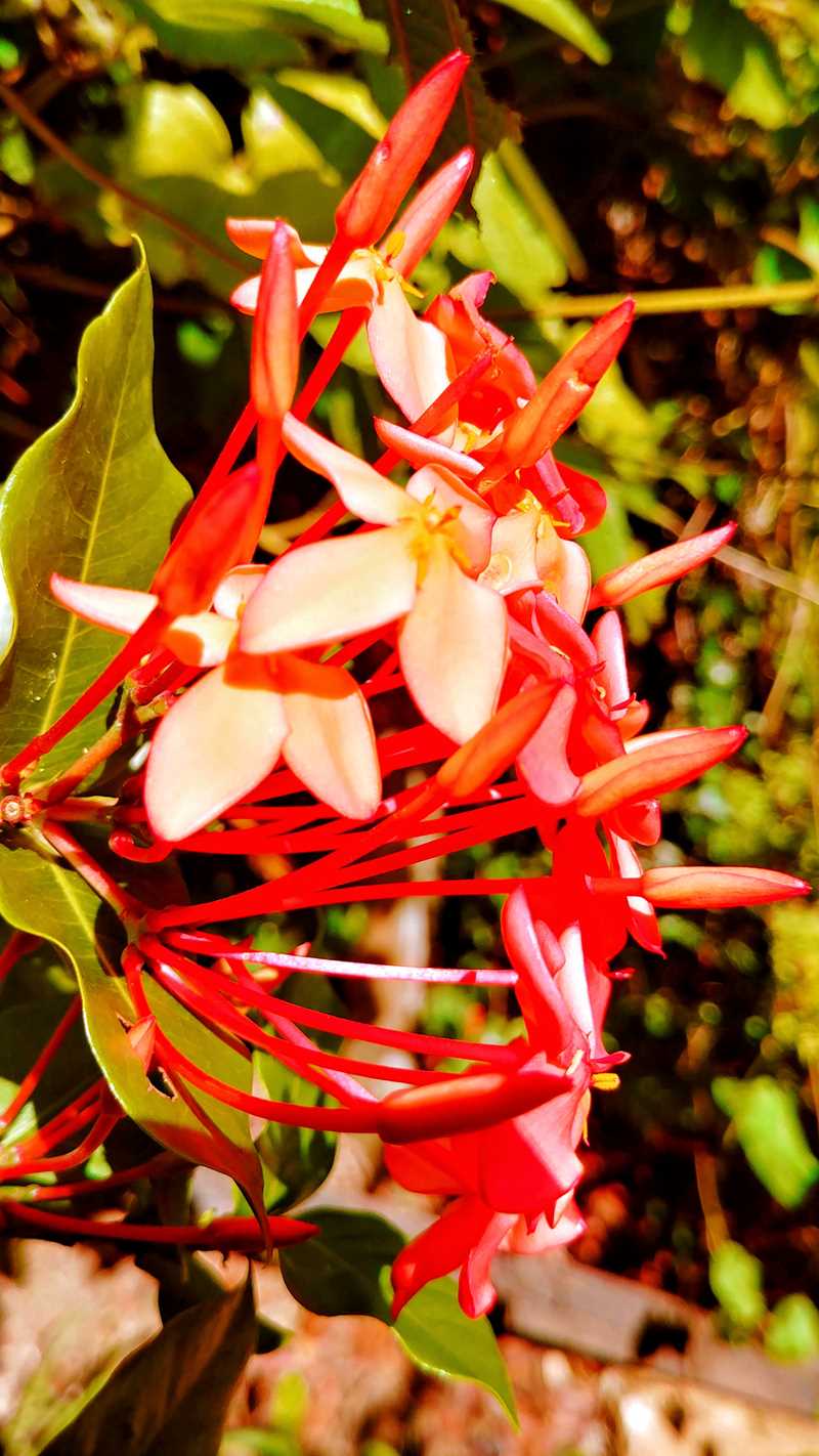 Wunderhübsche Blumen an den Annandale Falls