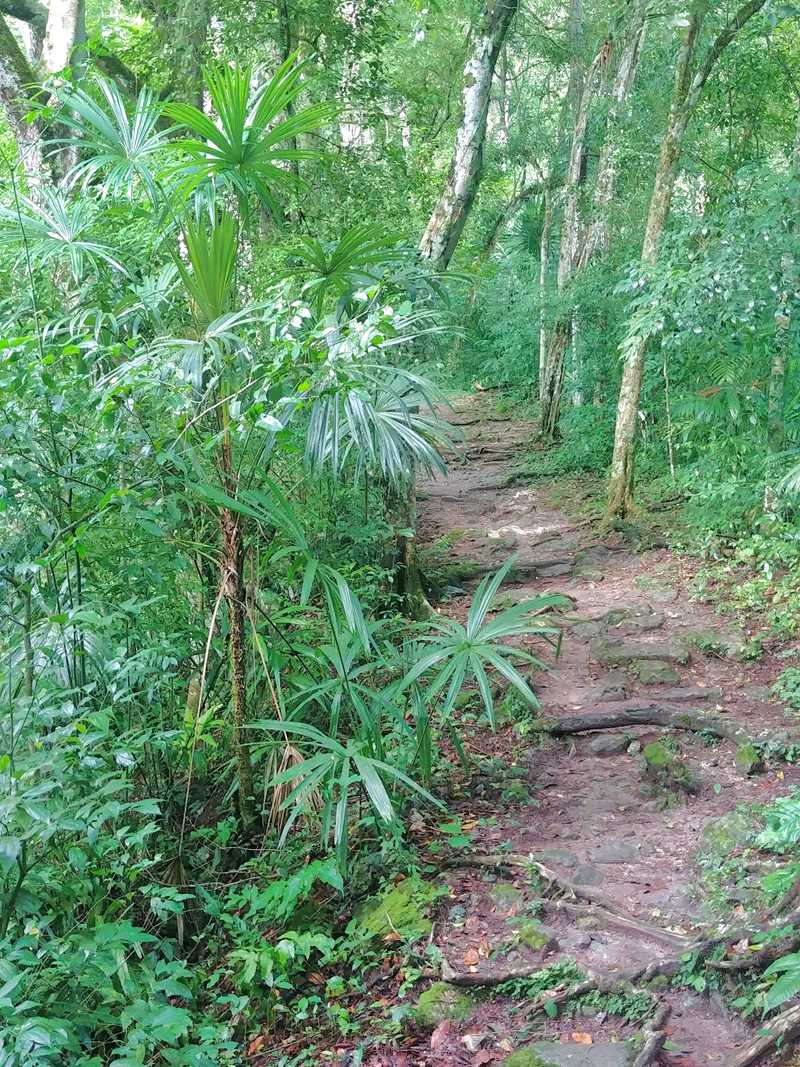 Dschungel in Guatemala auf dem Weg zu den Tikal-Ruinen 