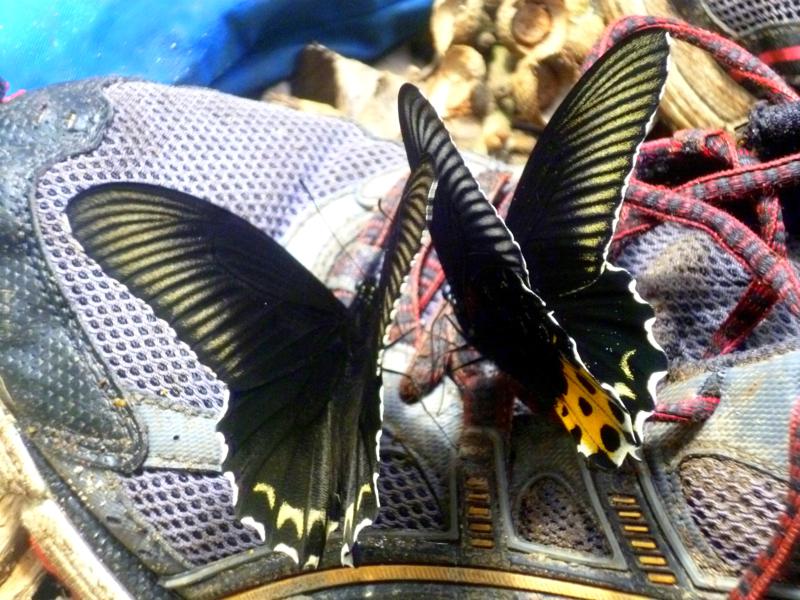 Schmetterling-Parade im Gunung Leusser National Park auf Sumatra in Indonesien