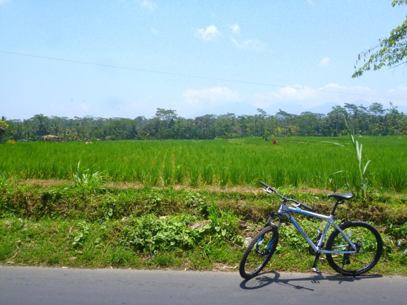 Die Reisterrassen von Bali während einer Fahrradtour über die Insel