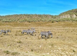 Zebras während einer Walking Safari im Hells Gate National Park in Kenia
