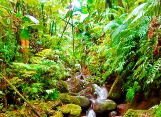 Ein Nebenfluss des Wasserfalls Saut Gendarme auf Martinique
