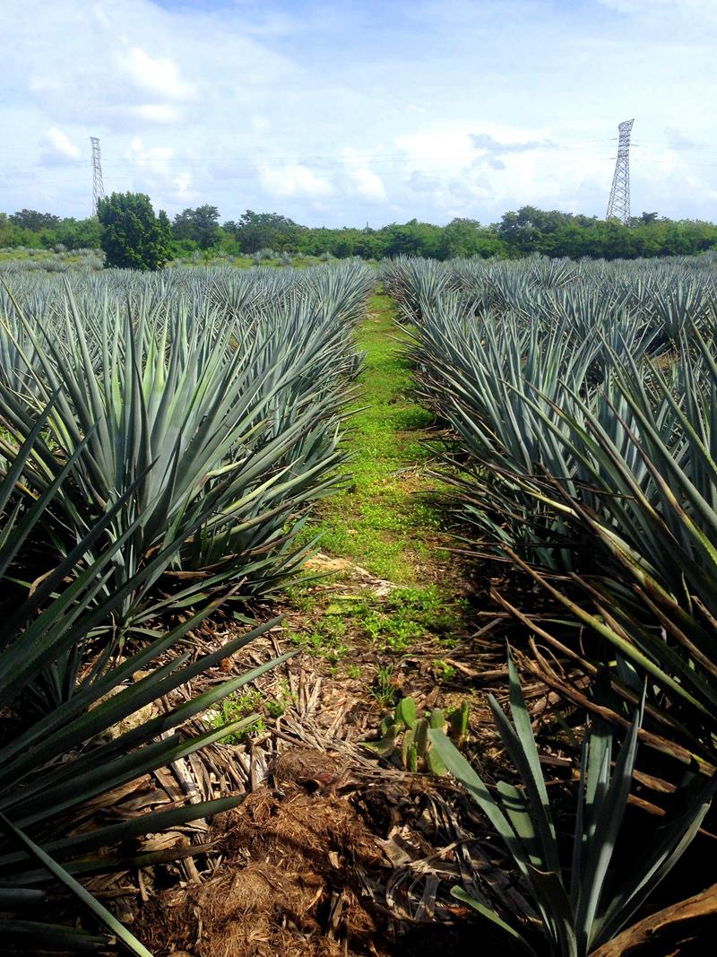 Die Mayapan Tequila Destillerie in Valladolid auf der Halbinsel Yucatan