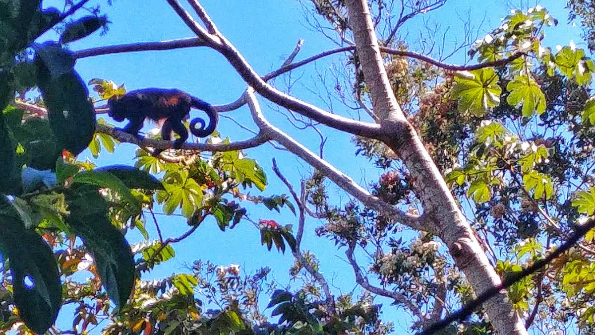 Affen auf der Ometepe-Insel