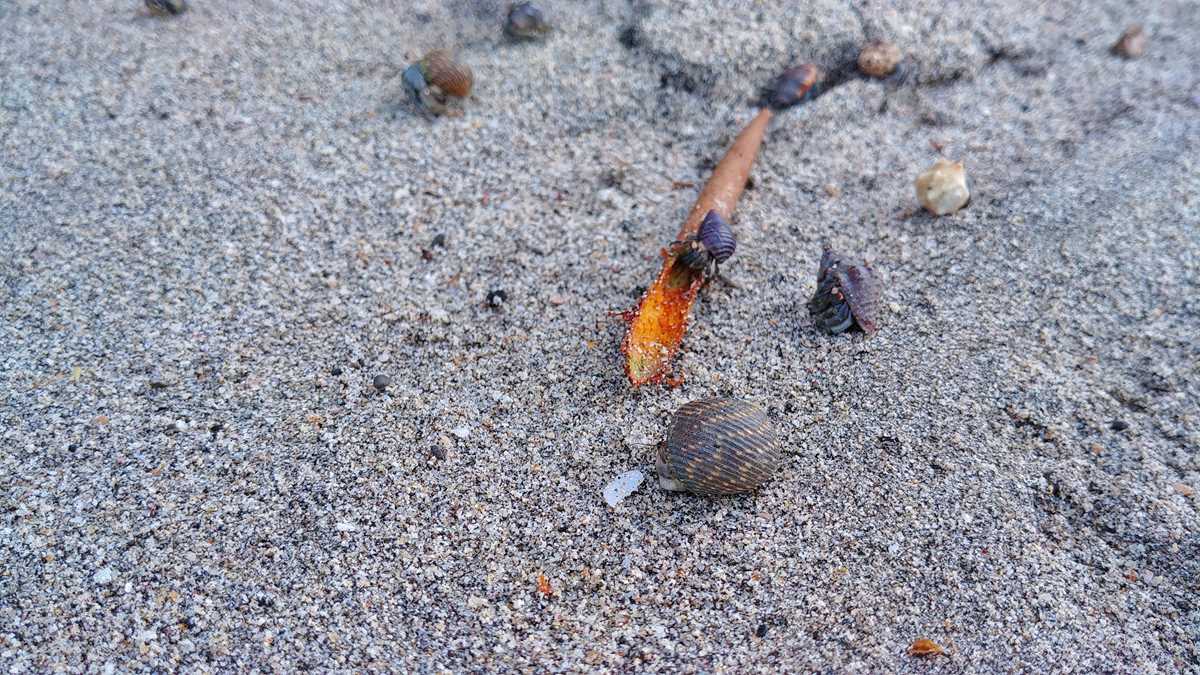 Kleine Strandkrabben auf der Isla Santa Catalina an der Pazifikküste von Panama