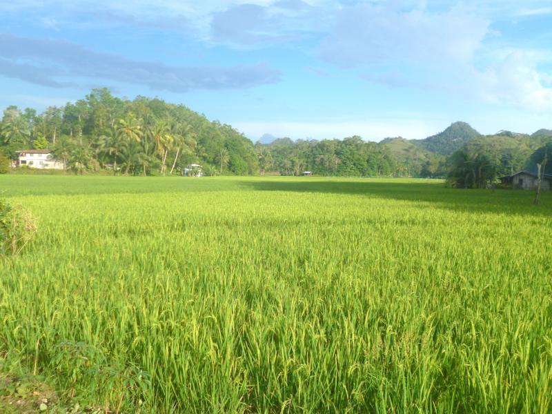 Grüne Reisfelder auf Bohol, einer Insel der Philippinen