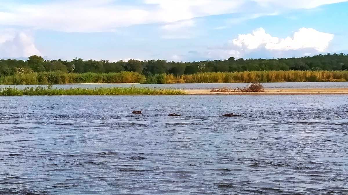 Beobachtung der Flusspferde auf einer Safari in Sambia