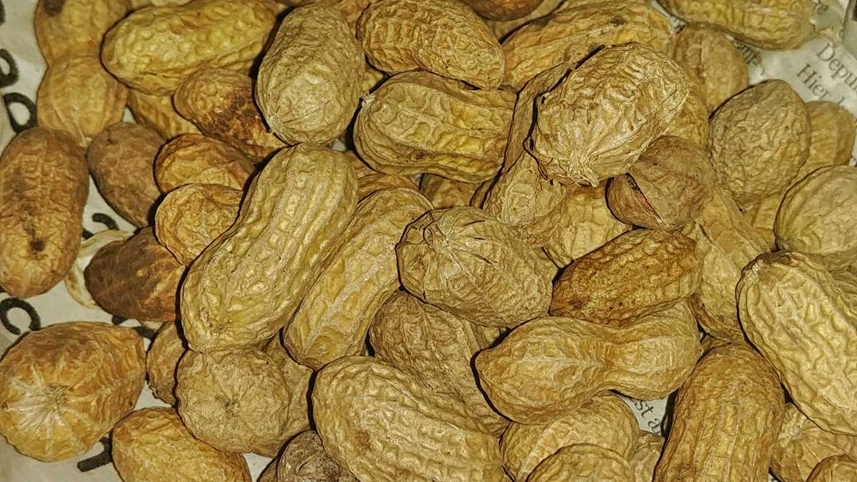 Erdnüsse sind ein im Senegal überall verbreitetes und angebautes Produkt