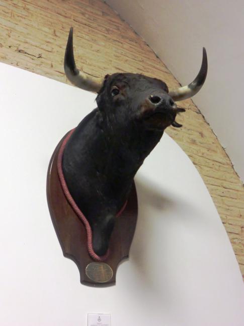 Eine der Stierköpfe in der Stierkampfarena von Sevilla