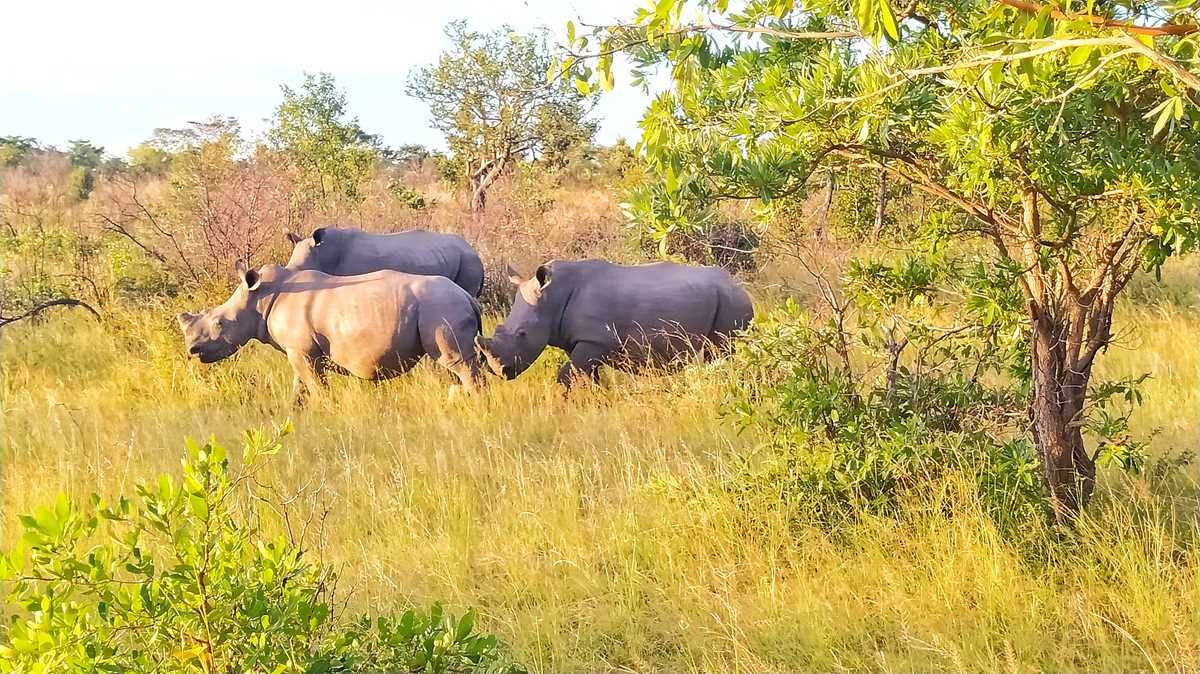 Walking Safari zu den Nashörnern im Matobo National Park in Simbabwe