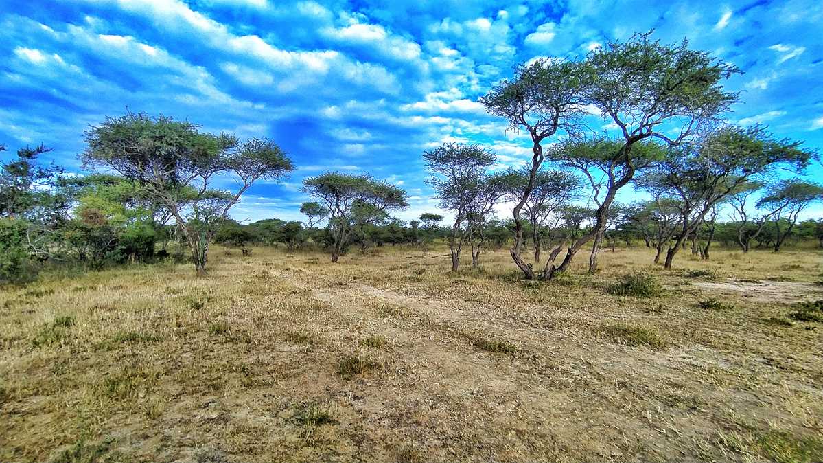 Walking Safari zu den Nashörnern im Matobo National Park in Simbabwe