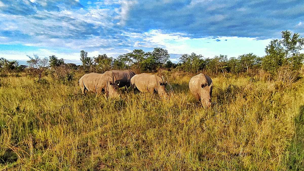 Beeindruckender Rhino Walk im Matopos National Park in Simbabwe