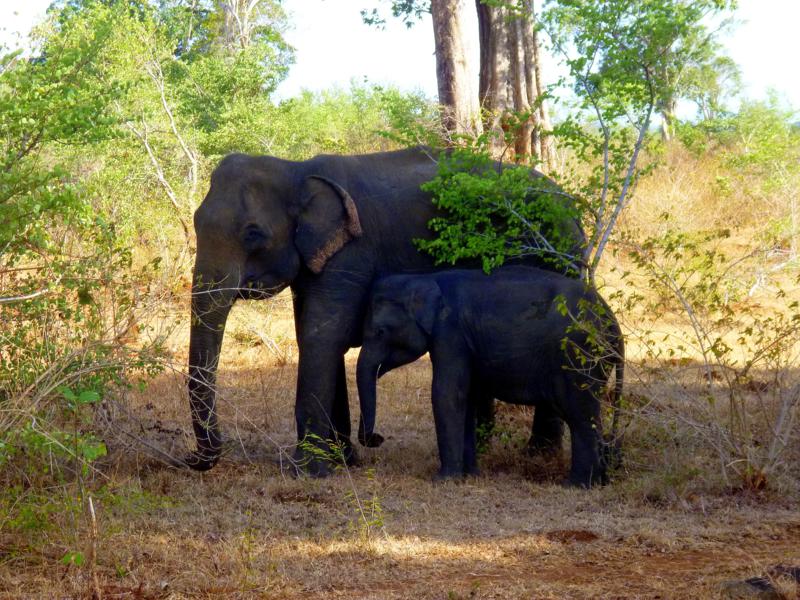 Beeindruckende Safari im Udawalawe National Park in Sri Lanka
