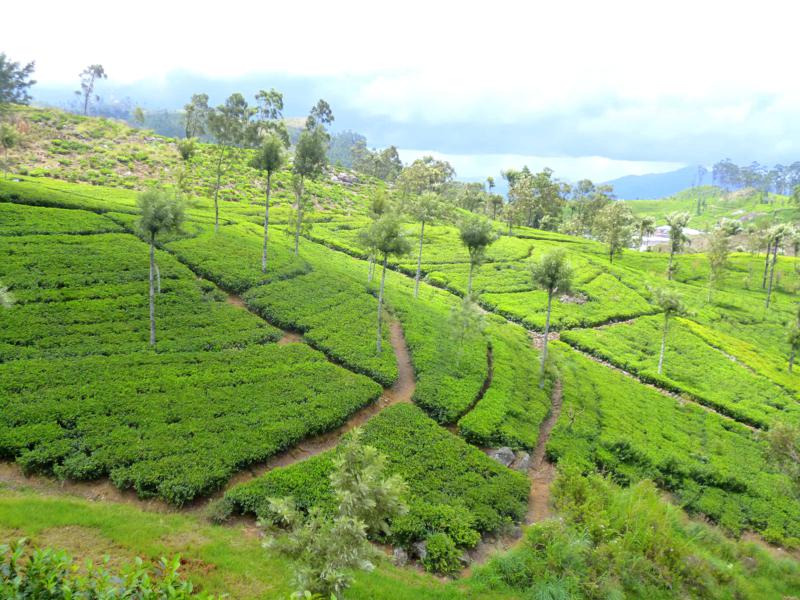 Atemberaubende Teeplantagen im Hochland von Sri Lanka