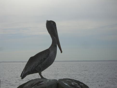 Mächtiger Pelikan auf dem Pier von St. Petersburg, Florida