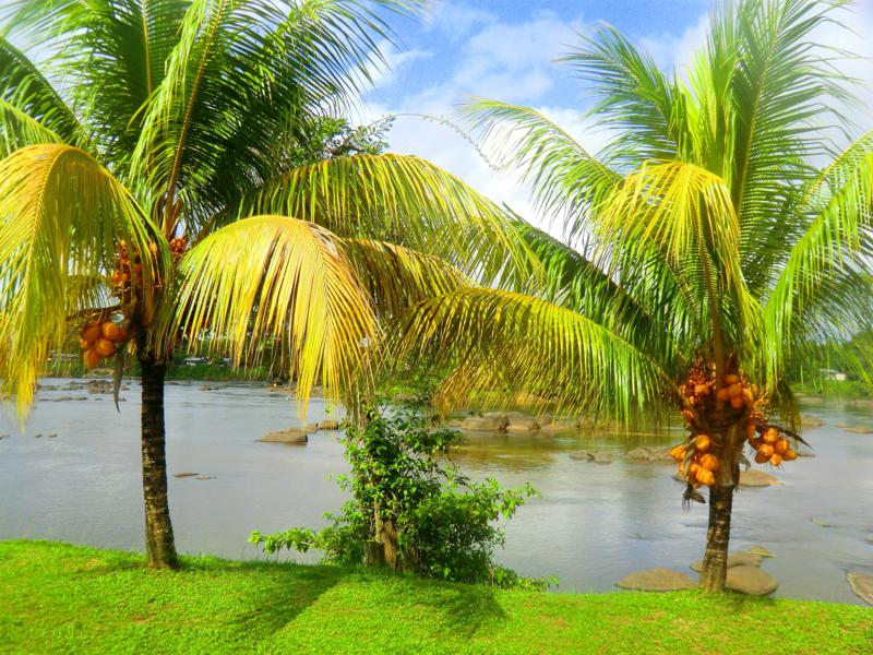 Toller Ausblick auf den Suriname River vom Hotel Botopassie