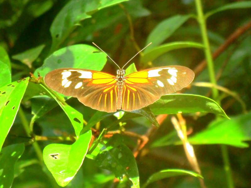 Beeindruckende Vielfalt an Schmetterlingen im Dschungel von Suriname
