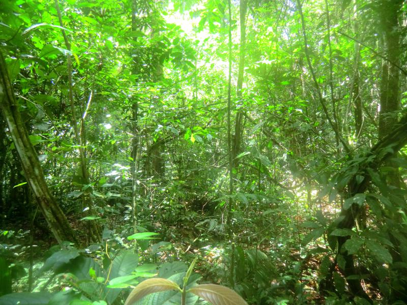 Der Dschungel von Suriname während unserer Back-to-Basic-Tour