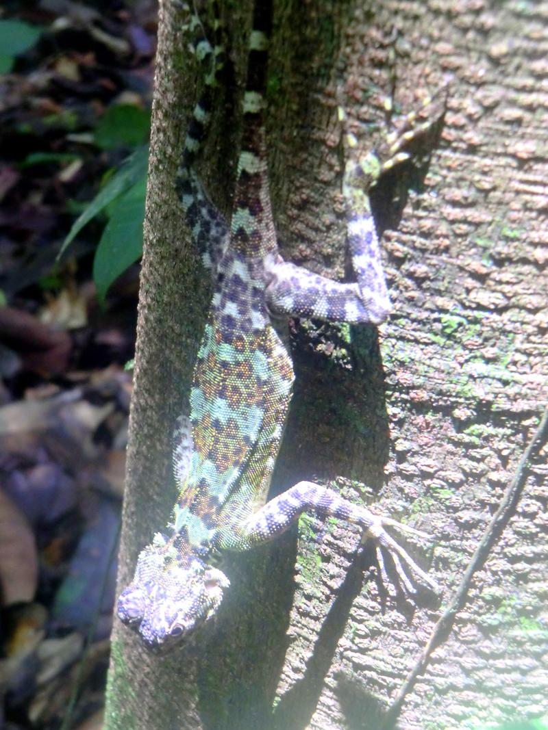 Eine Echse in Tarnfarbe am Baum im Suriname