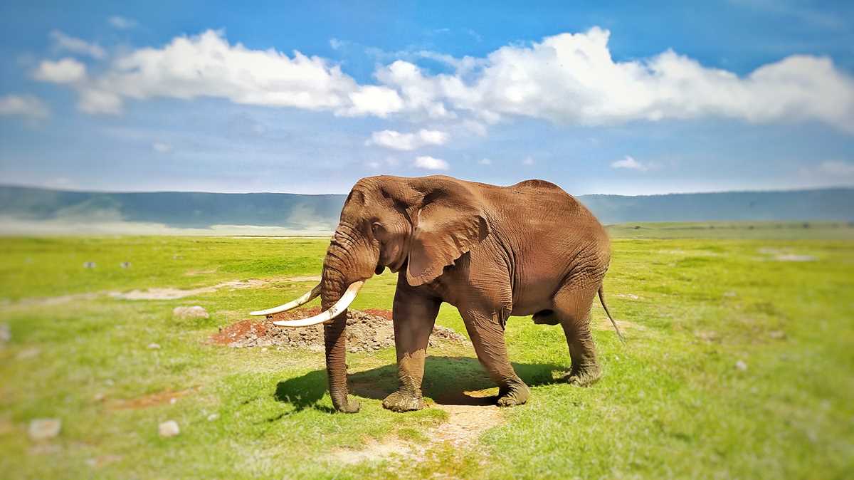 Mit der Foresight Eco-Lodge auf Safari im Ngorongoro-Krater