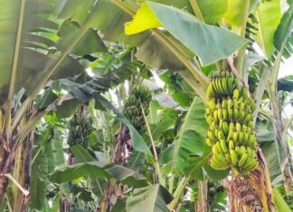 Das Banana Farm Eco-Hostel, eine ganze spezielle Unterkunft in Tansania für Backpacker und Individualreisende