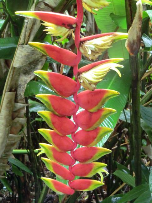 Eine Helikonia, eine der typischen Pflanzen in Trinidad