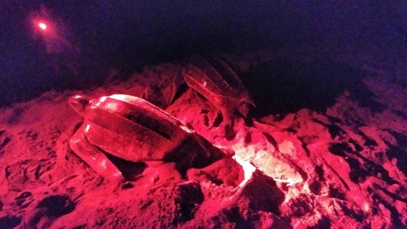 Beobachtung der Lederschildkröten im Norden von Trinidad, in Grande-Riviere